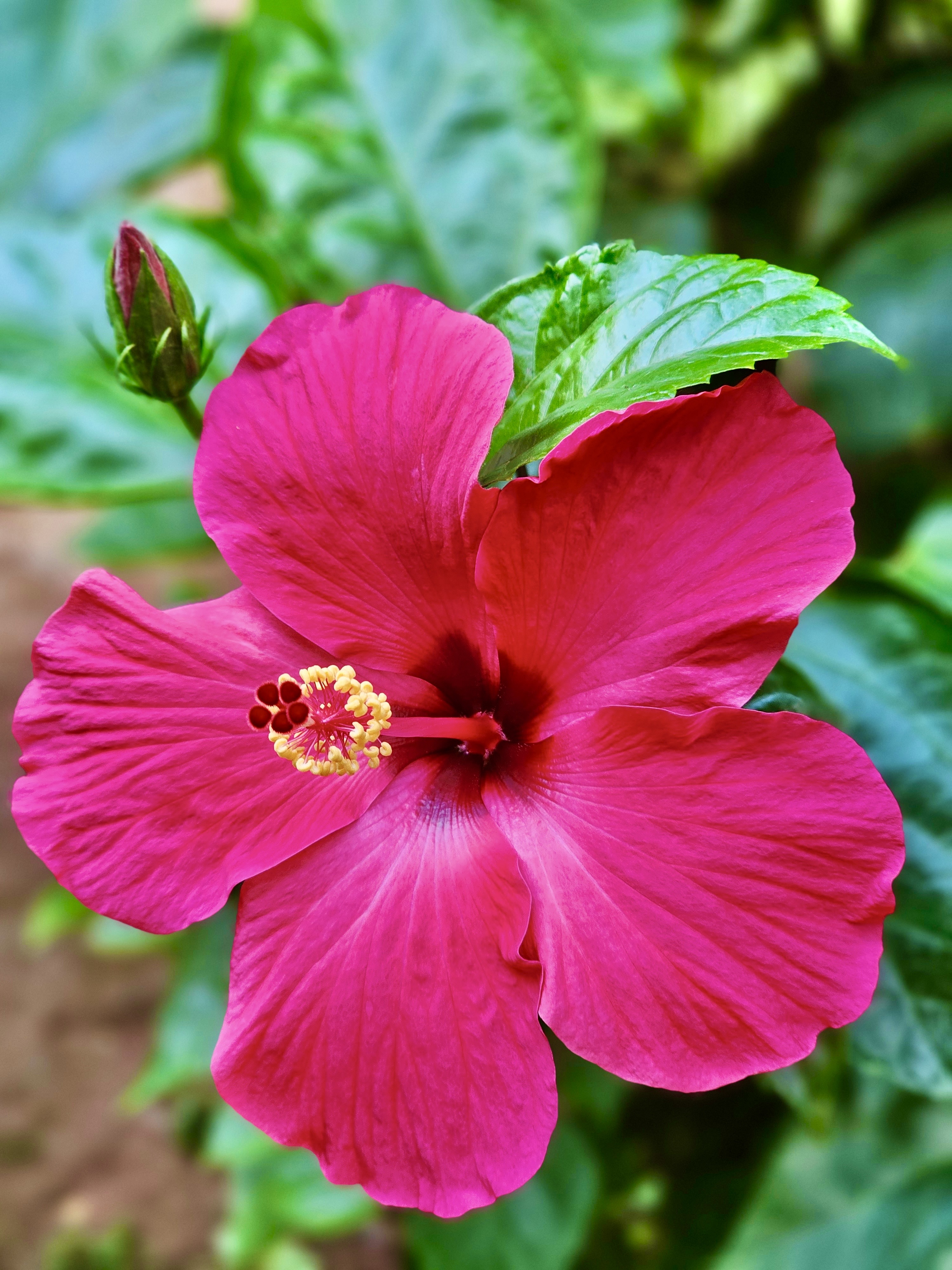 A rose-colored hibiscus flower and its bud, photographed in Perumanna, Kozhikode, Kerala.