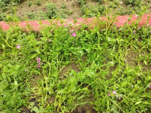 Plants lying on their sides against the soil and edging curb, flattened by heavy rain. The flowers are still in bloom.