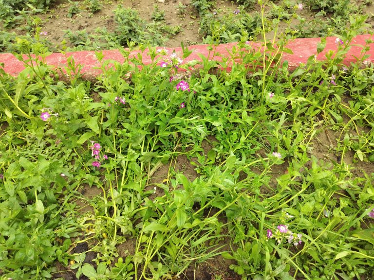 Plants lying on their sides against the soil and edging curb, flattened by heavy rain. The flowers are still in bloom.