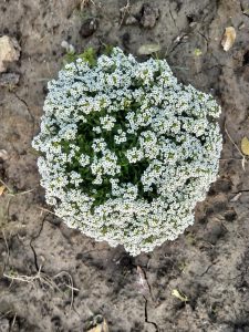 Bunch of small white flowers blooming