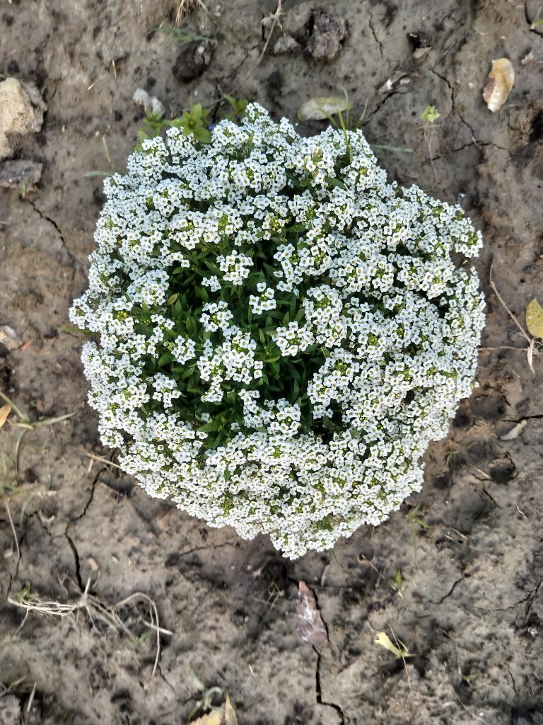 Bunch of small white flowers blooming