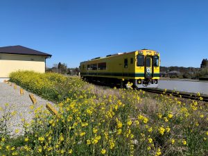千葉県いすみ市　いすみ鉄道　菜の花を眺める　/　Isumi City, Chiba Viewing the rape blossoms on the Isumi Railway