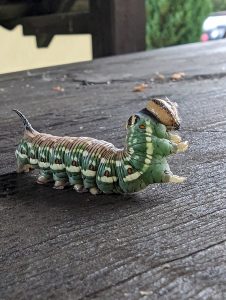 Caterpillar in Slovakia, unknown breed
