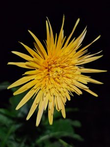 Night view of yellow colour Gerbera jamesonii flower. This plant is also known as Barberton daisy, Transvaal daisy, Barbertonse madeliefie or Rooigousblom. From Pantheerankav, Kozhikode, Kerala