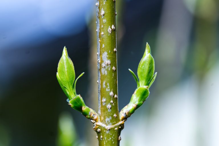 Close-up of a forsythia leaf shoot. Light green leaves on a dark background.