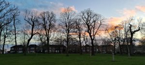 A serene park at dusk with leafless trees silhouetted against a colorful sky, with residential houses visible in the background.