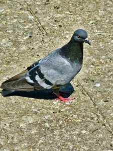 A closer snap of a common pigeon from the streets of Pune, Maharashtra, also known as the rock dove or rock pigeon.
