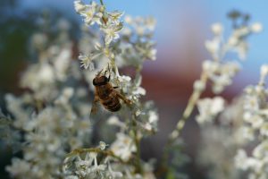 A bee collecting nectar from delicate white blossom (Fallopia auberti) with blue sky in the background highlighting the detail of the bee’s wings and body.