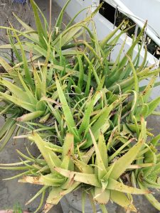 View larger photo: Bunch of aloe vera