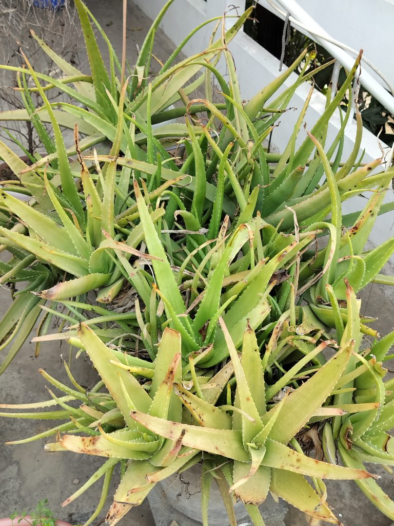 Bunch of aloe vera