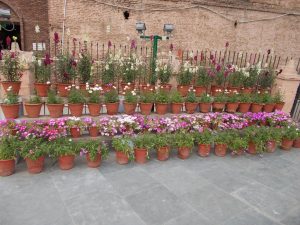 flower pots in rows in front of a brick wall
