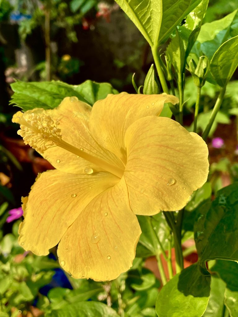 A full yellow hibiscus flower and buds from the garden in Kolathara, Kozhikode, Kerala.