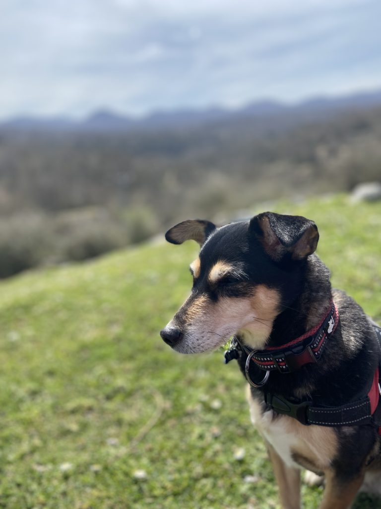 A portrait of a black and tan dog with red harness, looking to the left. The dog has perked ears and a distinguished white snout. Blurred in the background is a natural landscape with green grass, trees, and a distant mountains under a soft blue sky with light clouds. The image has a shallow depth of field with the focus on the dog’s profile.