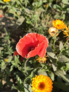 Close-up of a vibrant red poppy with delicate petals in the foreground, accompanied by smaller yellow calendula flowers in soft focus in the background, set against a backdrop of green foliage.