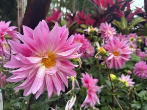 Close-up view of vibrant pink dahlias in full bloom. The petals transition from a lighter shade to a deeper pink towards the tips. The center of each flower is a bright yellow hue. Dew drops are visible on some petals. In the background are more dahlias amidst lush green foliage. 