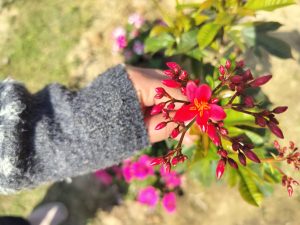 Beautiful red flower blooming, held by a hand