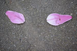 Purple flower petals lying on the ground