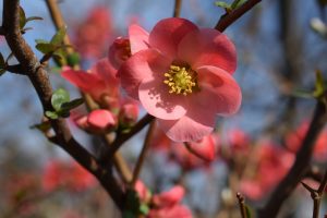 A close up of a pink flower on a tree