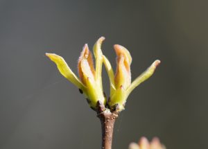 Beginning of leaf shoots on a maple tree. Closeup of the tiny yellow-lightgreen, folded young leafes with red sharpen.