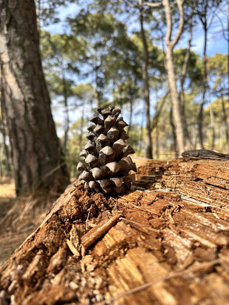 A close-up of a pine cone standing upright on a cut log, with blurred trees in the background beneath a sky.