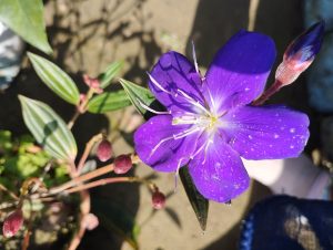 A vibrant purple flower with five petals, covered in tiny water droplets, in sunlight with green leaves and unopened buds in the background.