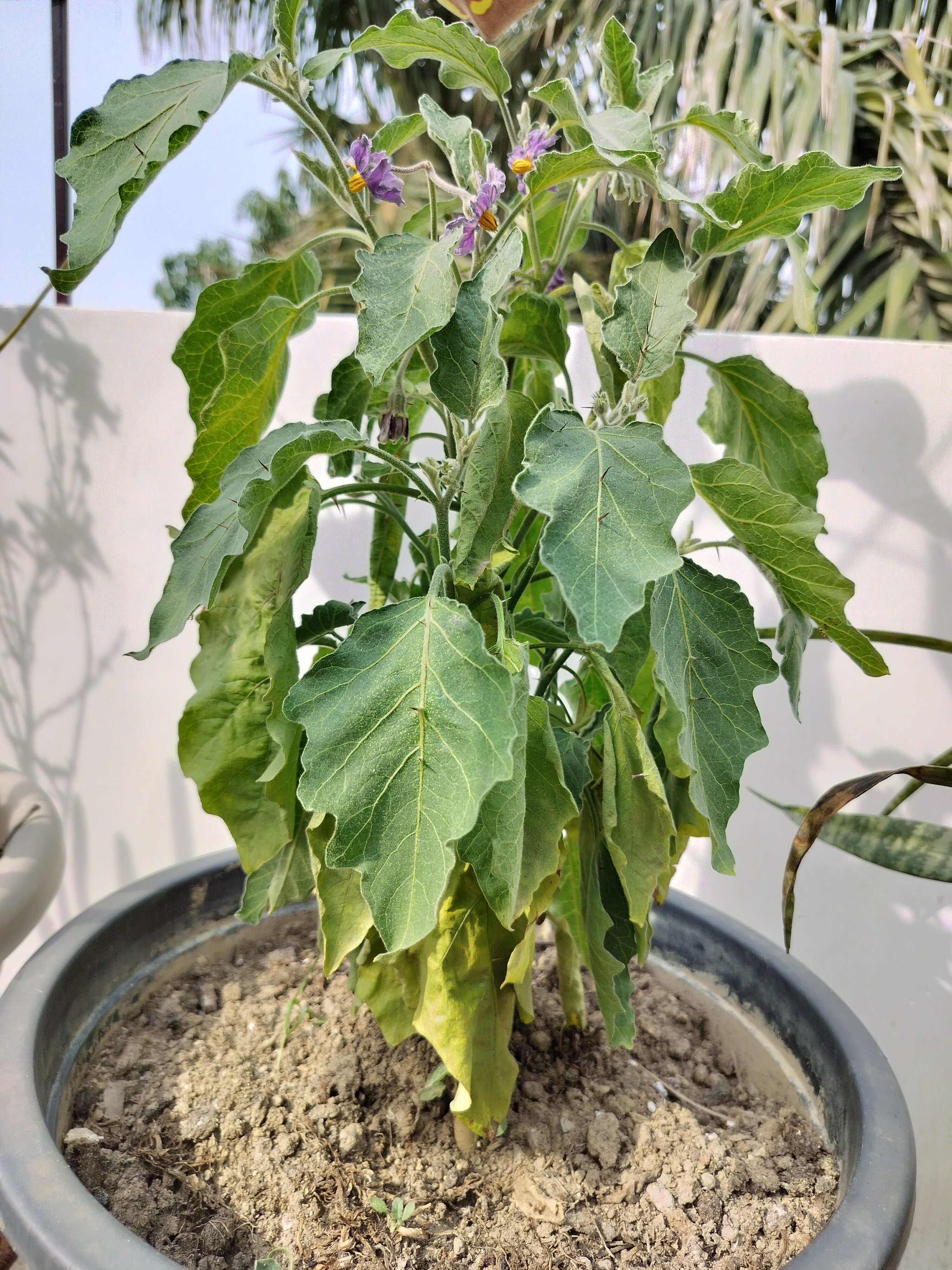 A healthy eggplant (Solanum melongena) with large green leaves and some purple flowers in a pot with soil, placed outdoors with a partial view of a tree in the background.