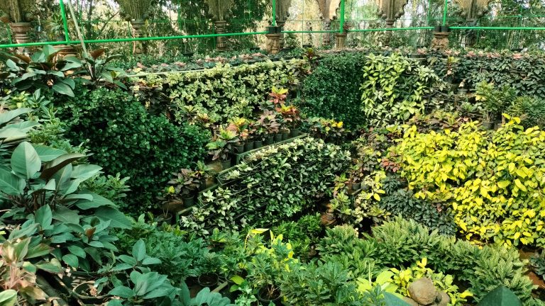 Plants line the nursery walls in the shape of well, Siddhagiri math, Kanerimath, Kolhapur