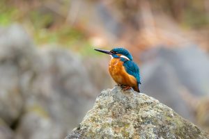 A vibrant common kingfisher perched on a moss-covered rock against a soft-focused natural background.
