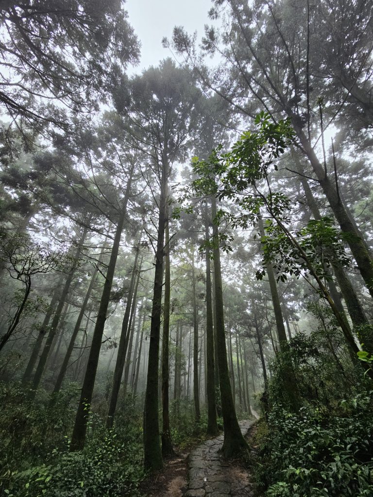 A path through tall trees in a forest