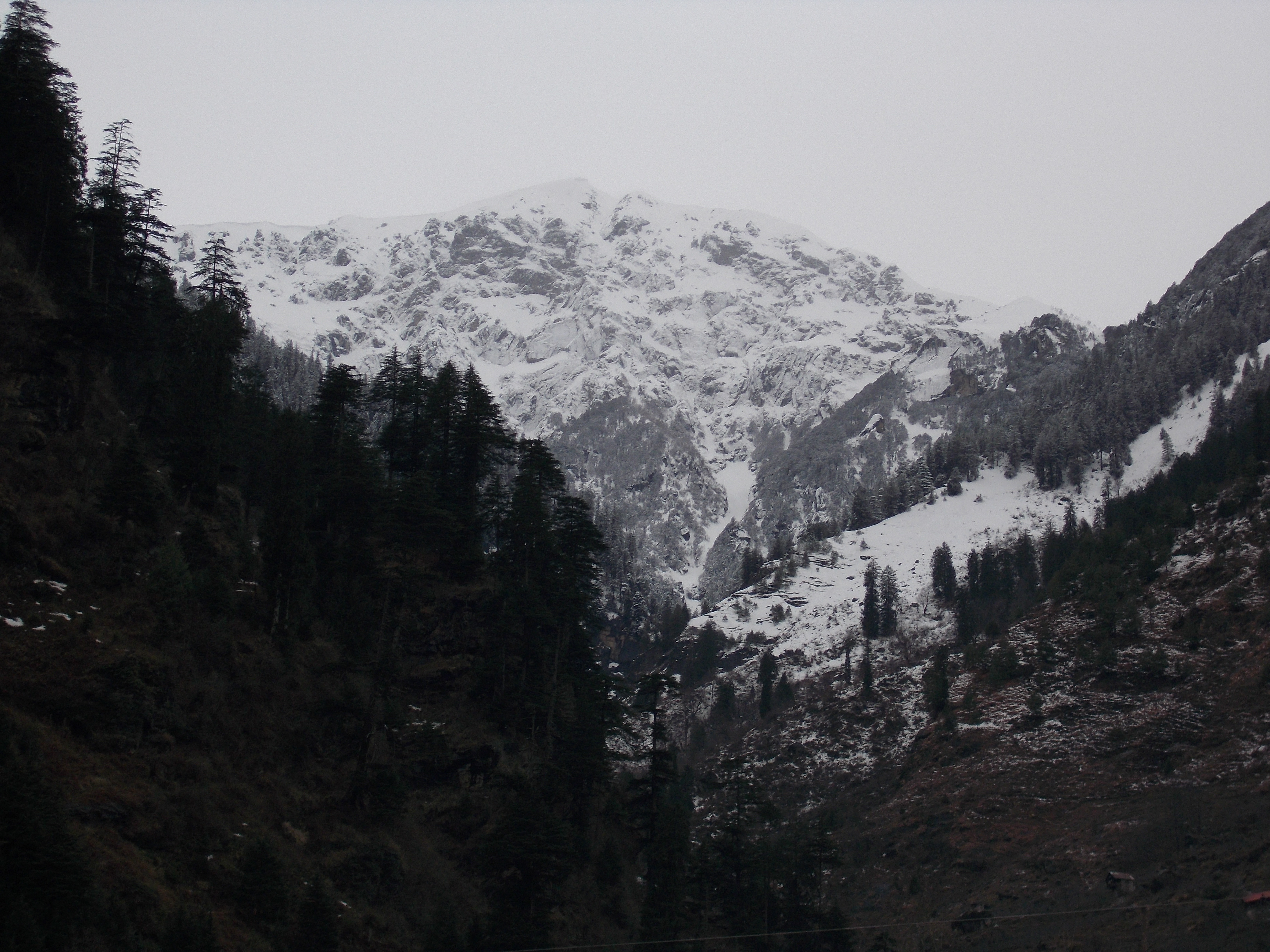 The snowy mountain peak of Manali in the background with coniferous trees on the slopes in the foreground, under an overcast sky.