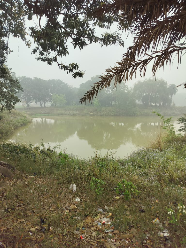 Green pond in a village. There is trash in the grass in the foreground.