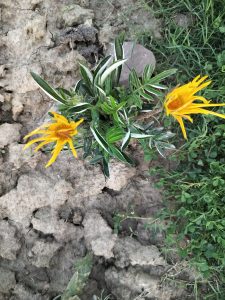 Yellow flowers, possibly Gazania rigens, growing on cracked soil with surrounding green grass.