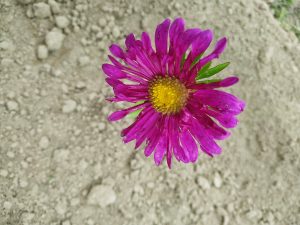 Pink flower set against a background of brown dirt.