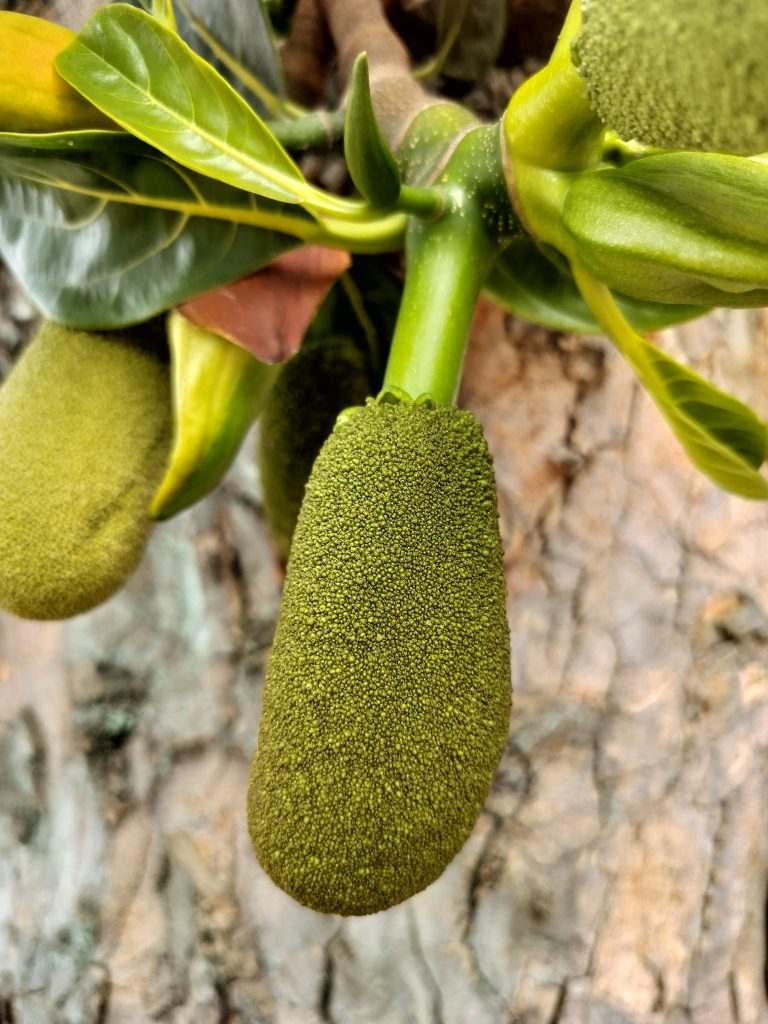 Green jackfruits hang from a branch, surrounded by leaves, against a blurred background of tree bark.