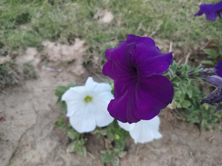 Vibrant purple and white flowers adding color to the garden.