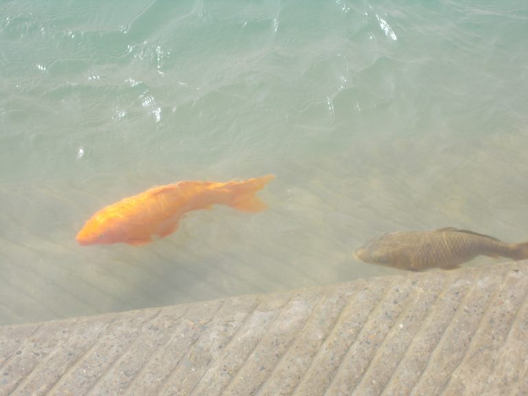 Koi in a murky pond.