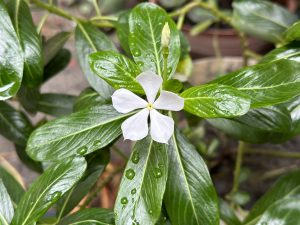 A white Periwinkle flower with its green leaves and water droplets on them.
