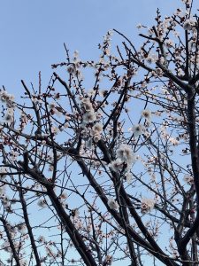 Plum Tree Blossom on Plum Grove Park.