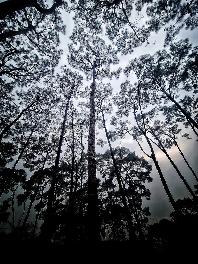 View of trees looking up from the ground.