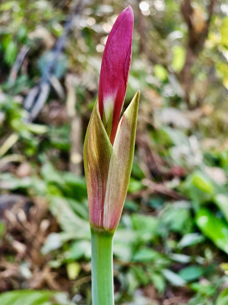 An Amaryllis flower bud from our garden. Located in Perumanna, Kozhikode, Kerala.