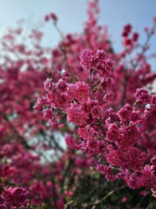 Vibrant pink cherry blossoms in full bloom with a blurred background.