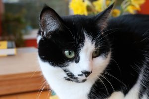 A close up picture of a black and white cat's face.