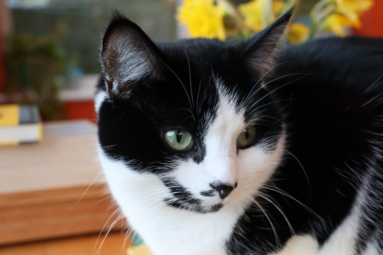 A close up picture of a black and white cat’s face.