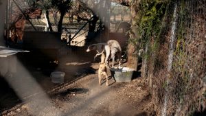 Three white dogs at an animal shelter. Shot through a metallic mesh.

