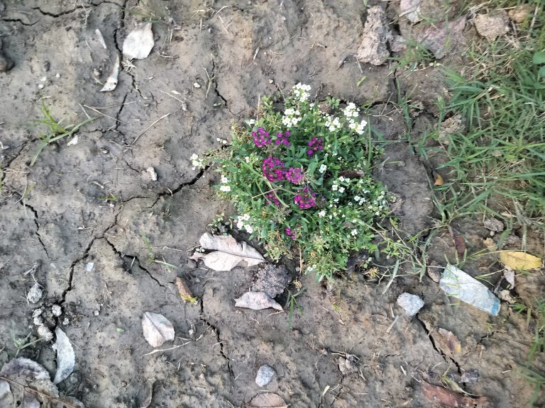 A cluster of small white and purple wildflowers growing in cracked earth, surrounded by dried leaves and grass.