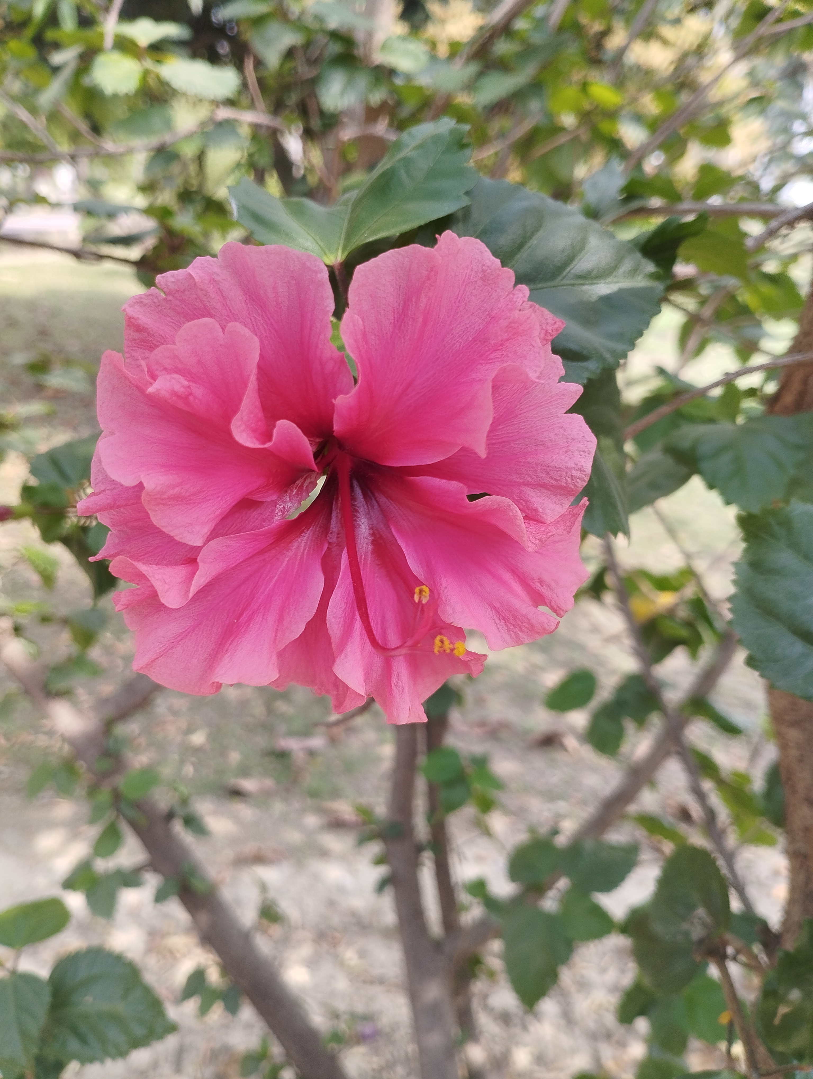 A vibrant pink hibiscus flower, surrounded by green leaves, with a soft-focus background of foliage and grass.