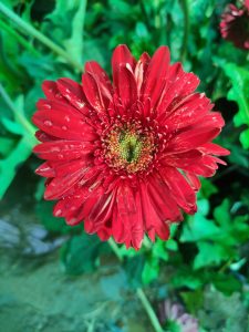 A vibrant red gerbera daisy with water droplets on its petals, set against a backdrop of green foliage.