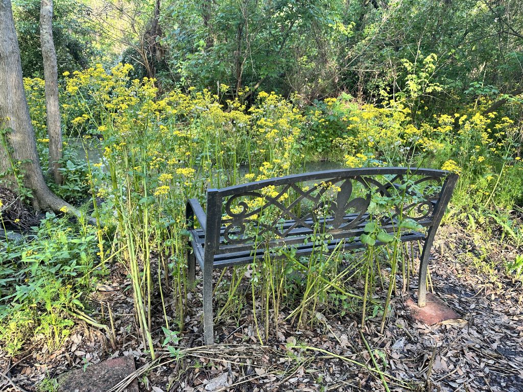 Iron bench at the edge of the woods with weedy flowers overgrown in and around the bench.