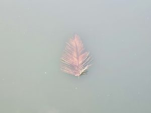 A coconut tree leaf is floating in the river. From the banks of chaliyar river at Oorkkadavu, Kozhikode, Kerala.