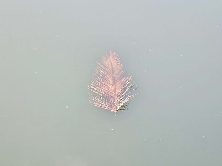 A coconut tree leaf is floating in the river. From the banks of chaliyar river at Oorkkadavu, Kozhikode, Kerala.